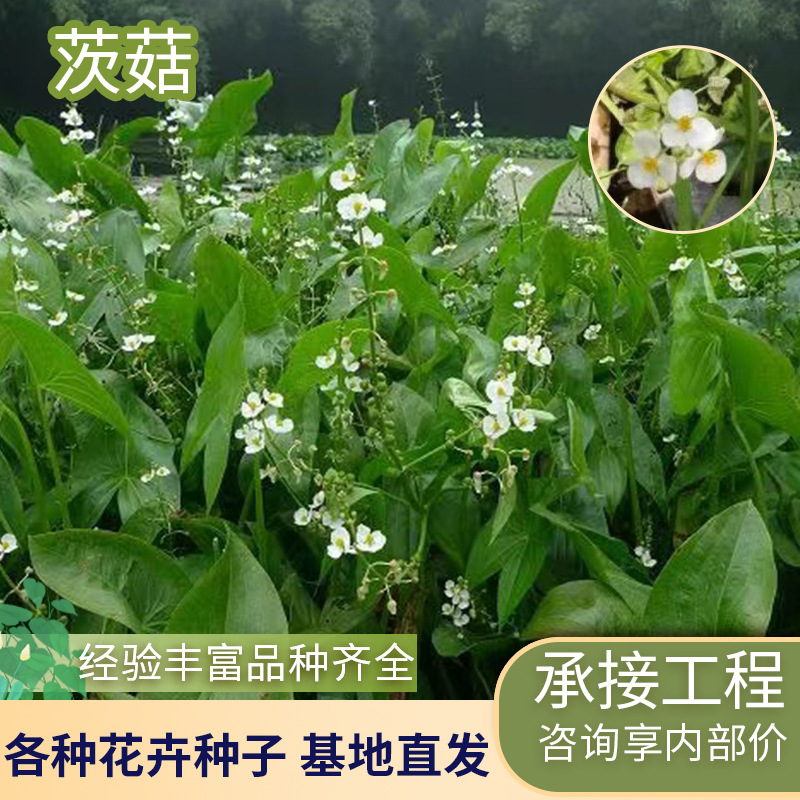 基地直发水生植物慈姑苗种苗 茨菇苗沼泽过滤池塘净化水质