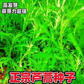 芦蒿种子南京特产水蒿柳蒿种子四季种植蔬菜田园种植口感清脆芦蒿
