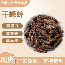蟋蟀干材蟋蟀蚂蚱干货蛐蛐干虫子鸣虫新鲜饲料将军虫冻干