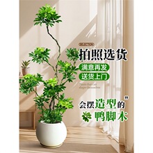 �������_ľ�҃���������ľ�����՚��k���ҿ͏d�ļ�������Gֲ��
