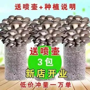 Strain Home-Grown Mushroom Bag, Home Indoor Cultivation of Edible Mushroom Stick Mushroom Bag