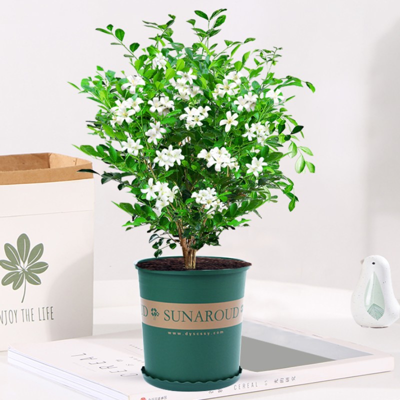 고운 단독 건조 구리향 약 40cm(갤런 포트) + 영양액