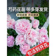 芍药花苗重瓣带芽大苗鲜花四季开花卉阳台庭院牡丹花种根盆栽植物