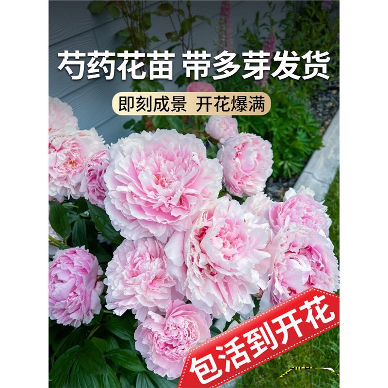 芍药花苗重瓣带芽大苗鲜花四季开花卉阳台庭院牡丹花种根盆栽植物