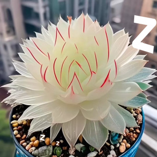 New White Lady Gold Jade Combination Succulent Plants Easy to Grow for Beginners Office Flowers Amazon