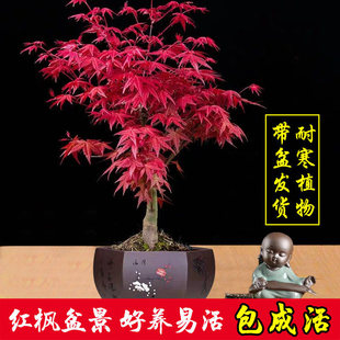 һ�����l�ձ��t���辰���ԗ����Ϙ�����ֲ���҃Ȼ��k���������S��