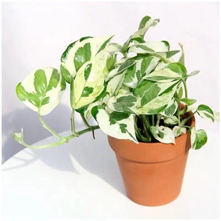 ˮ��׽��G�}���Ի��ܺ��B�׻��S����~ˮ�Bֲ���҃Ȓ�ھGֲ