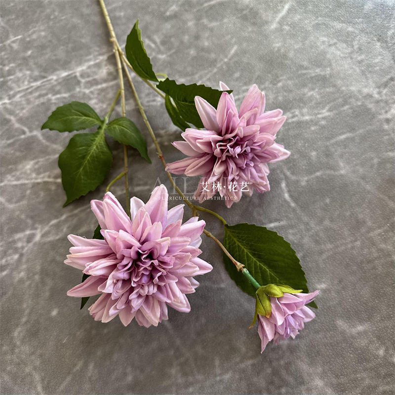3 화려한 달리아