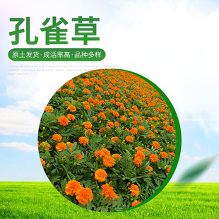 Peacock Grass Potted Plant, Four-Season Flower Sea Greening, Landscape Flower Grass, Red and Yellow Grass, Park Greening Peacock Grass