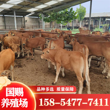 肉牛养殖 售改良黄牛 厂家鲁西黄牛 黄牛小牛犊价 山东养牛场