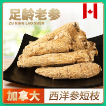 西洋参短枝 整枝加拿大参段正品花旗短泡产地批发可切片打粉