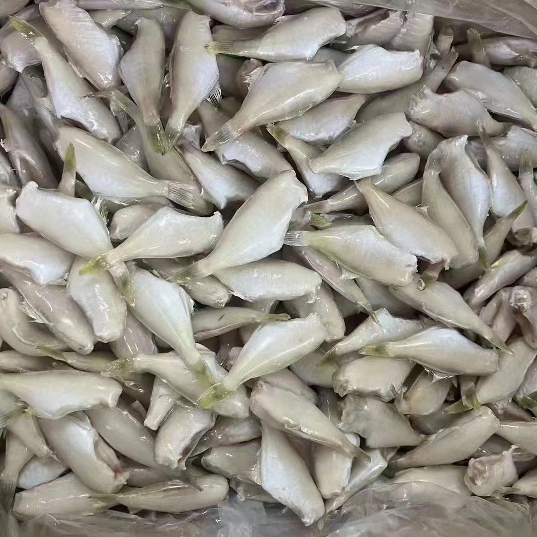 单冻马面鱼海鲜冻品小耗儿鱼马面鱼鲜冻剥皮鱼玻璃鱼30/40商用
