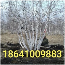 白樺叢生白樺白樺樹苗1到10米高耐寒落葉喬木