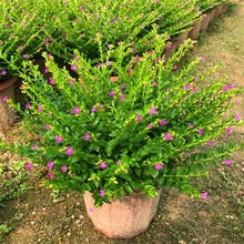 �M�����糣�Gֲ���҃ȿ͏d�Gֲ���������̨�ļ����໨��