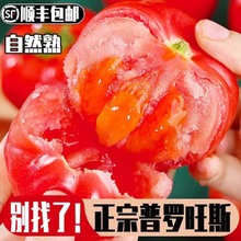 正宗自然熟普罗旺斯西红柿新鲜生吃水果露天沙瓤顺丰5斤包邮大果