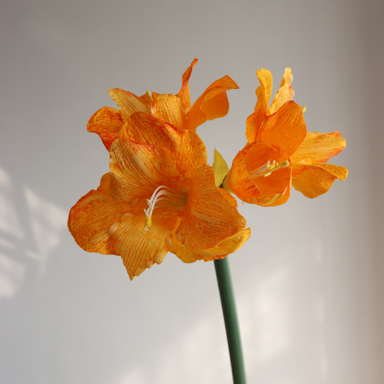 노란색 75cm