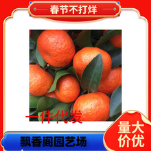 ��ۘ��� ��������������ļ��Y���o��ɳ�ǽ� ����Y�����󃞻�