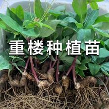 ؘǷNֲؘǰUߗUؘ~һ֦辰ؘǻ