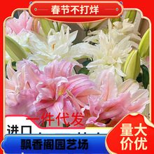 һ�����l���m�M�ڰٺϷN���ذ��̨����ͥԺ�ɵ�����������ļ���