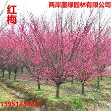 红梅树苗盆栽素心腊梅美人梅榆叶梅盆景浓香型耐寒庭院植物花卉苗
