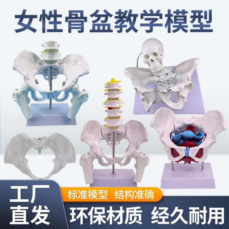 ��ѧ������׼�Ů�Թ��輰�ӹ�ģ��Ů����ǻ�ṹ������׼��⿵��