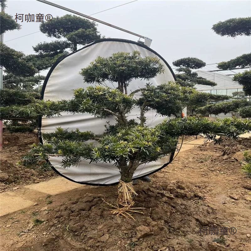 Дерево Han Song Zao Tree YBA, тип «птичий язык» с мелкими листьями, можно посадить в горшок с выбором дерева «один к одному» от Metabo.