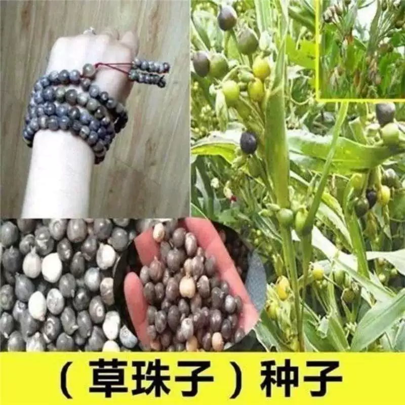 Семена больших травяных бусин можно использовать для изготовления браслетов, буддийских бусин, семян травы бодхи, травяных бусин, дверных занавесок, сердцевин подушек, дворовых полей.