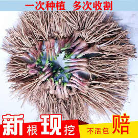 新韭菜根苗宽叶紫根四季绿色蔬菜盆景室内种菜阳台盆栽南宫土特产