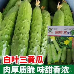 ���~���S�ϷN�������S���Ѱ��S�ϷNԭ�b���l�ļ��߲˷N���S�ϴ�ȫ
