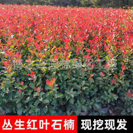 红叶石楠小苗基地批发园林工程绿化植物四季常青盆栽红叶石楠毛球