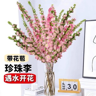 Saplings, Pearls, Dried Plums, Peach Branches, Cherry Blossoms, Hydroponic Plants with Buds, Fresh-Cut Dried Florals, Indoor Water-Raised Snow Willows