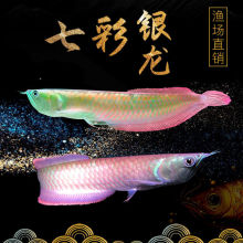大型觀賞淡水魚 大型觀賞淡水魚批發 促銷價格 產地貨源 阿里巴巴 大型觀賞淡水魚 大型觀賞淡水魚批發 促銷價格 產地貨源 阿里巴巴
