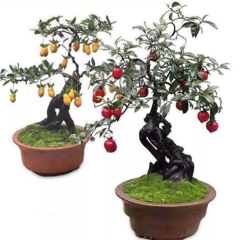 Тренировочное дерево с золотым шаром и фруктами, маленький листовой золотой бонсай в горшке с одним фруктом из Сычуани, можно повесить с помощью небольших растений и формы материнского дерева.