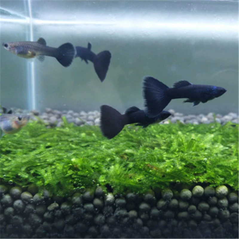 Гуппи декоративные рыбы мальки пресной воды небольшие легко поднять и легко жить тропические декоративные рыбы живородящие анчоус фонарь рыба живая