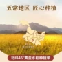 五常直发现磨2号大米