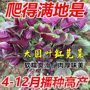 �A�~�t�{�˷N�ӾG�N��Ұ����ԭ�b�ļ��߲˴�ȫ�����l�����Nֲ