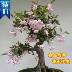 耐寒性ベゴニアの花の鉢植え中庭バルコニー屋内外の花と緑の植物は、怠け者のための四季を通じて咲きます。