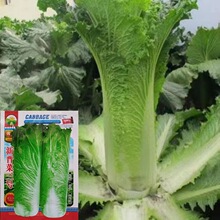 �x����̖��ײ˷N�Ӵ��ﲥ�����͟�N���̨�����߲˷N����Ʒ�N