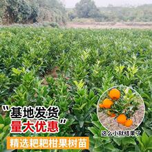 �����Ĵ���Ҋ�ҰҸ̘���޽ӹ������θ�ɰ���٘����ϱ����Nֲ����