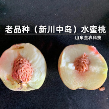 嫁接新川中島水蜜桃桃樹苗老品種7月中下旬成熟南北方種當年結果