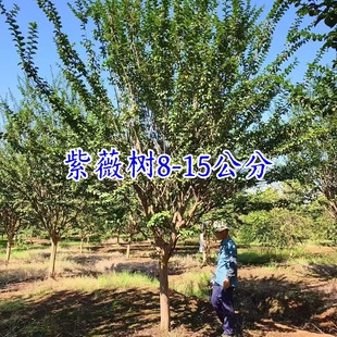 ��ޱ����t����ޱ����t��ޱ������ޱ15���փr����ޱ�Ϙ��辰�Ϙ�