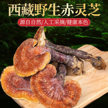 西藏野生整株赤灵芝整枝野生老灵芝包邮泡茶泡酒可切片