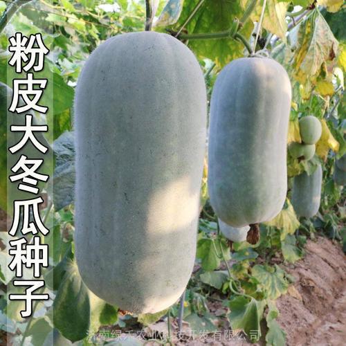 vermicelli big wax gourd seeds vermicelli vegetables mini wax gourd seeds fruit wax gourd seeds four seasons potted spring and autumn sowing