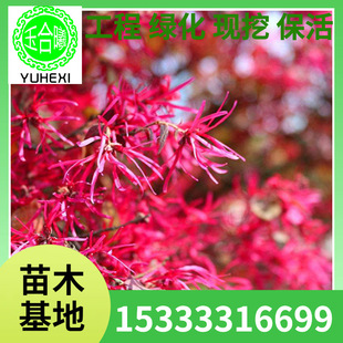 Red Flower Hollyhock Seedlings Supply Courtyard Landscaping Project Seedlings with Complete Specifications and Large Quantity Discounts