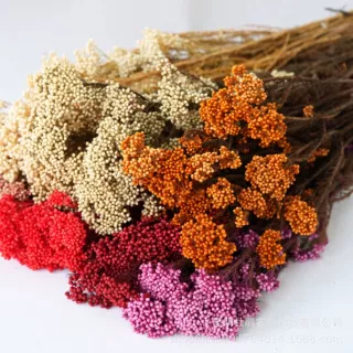 云南永生小米花手工DIY花束插花家居装饰原材料真花装饰配材配花