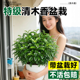 �k���������������ľ�����҃���þGֲ���ֺ��B�ļ������辰ֲ��
