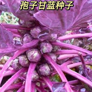 ��ɫ���Ӹ��{�N�ӾGɫ���{�N����ɫ���Ӹ��{�N�Ӵ����ļ��߲˷N��
