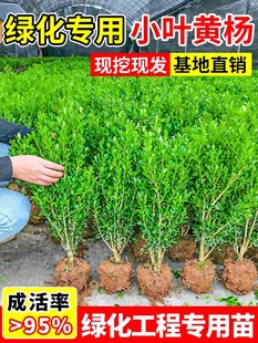 С�~�S��������S������ͥԺ�h�ʾG�����U�S�������~�S����l