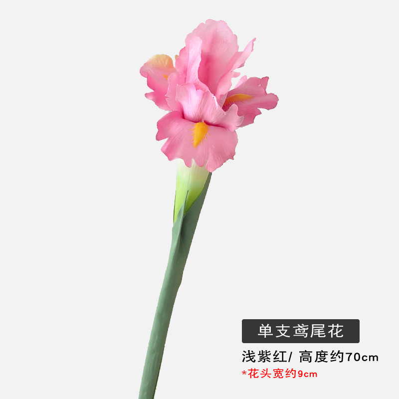 라이트 퍼플 레드