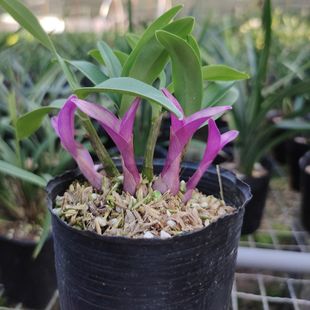 �t�~ʯ�� �_���� �҃����Ի��ܾGֲ���m�m�����F��